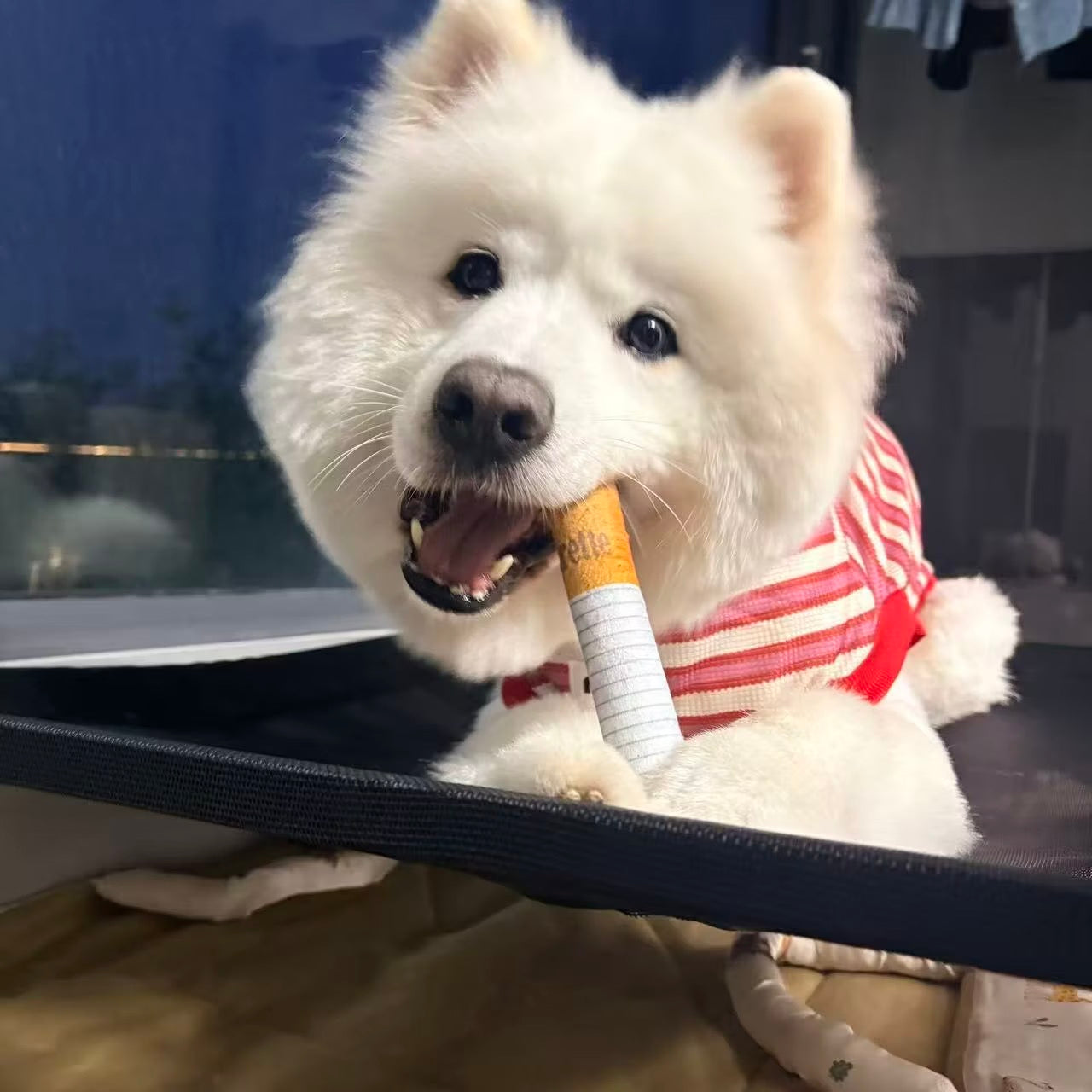 Simulated Smoking Sound "Squeeze-and-Play" Pet Toy